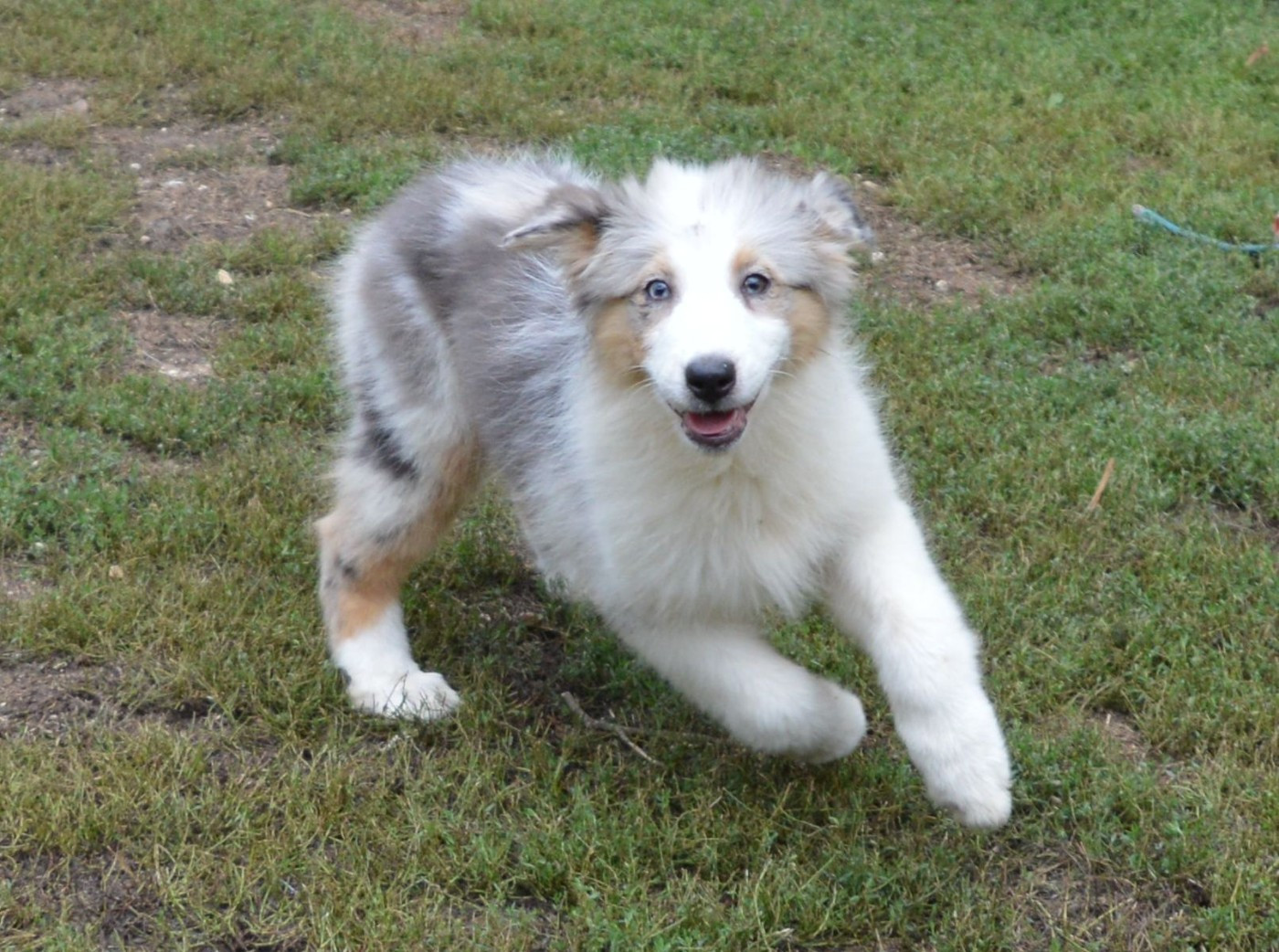 Femelle Bleu Merle 3 : Beverly Blue Hills