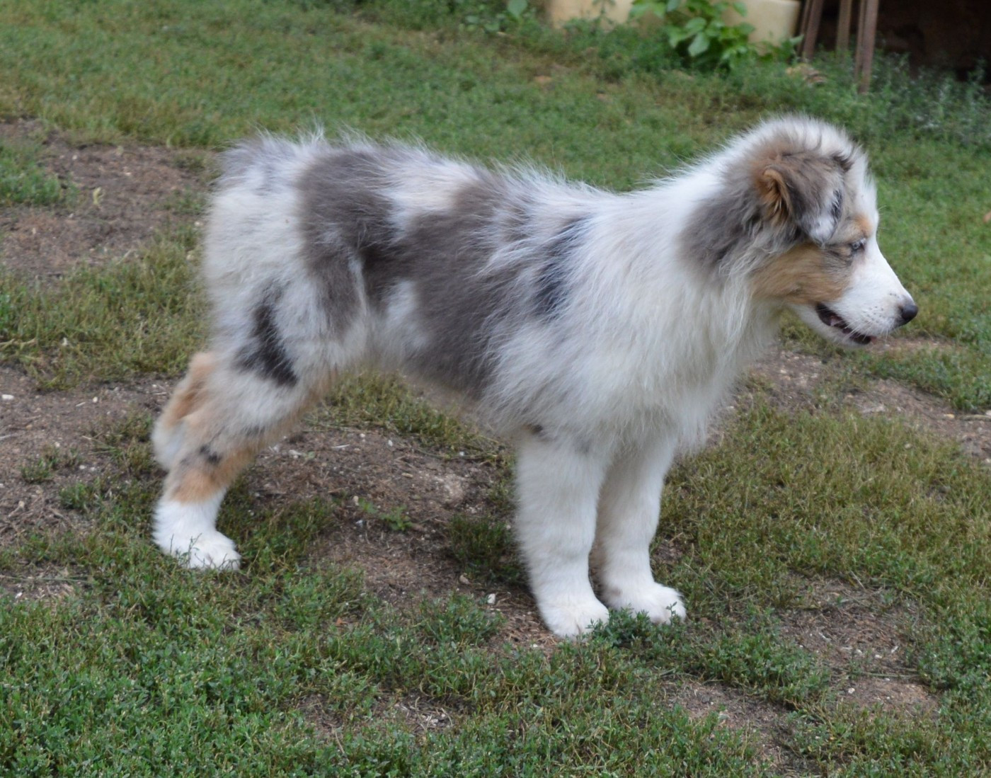 Femelle Bleu Merle 3 : Beverly Blue Hills