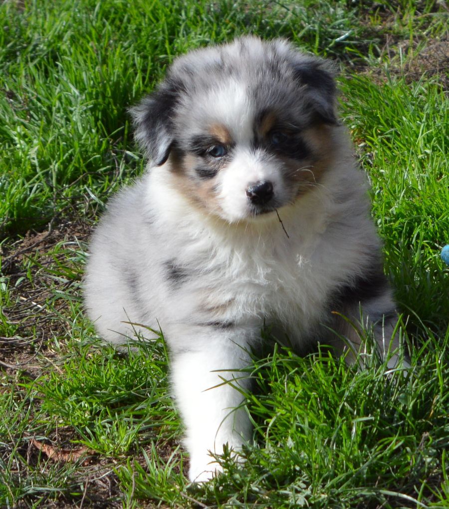 Femelle Bleu merle 1