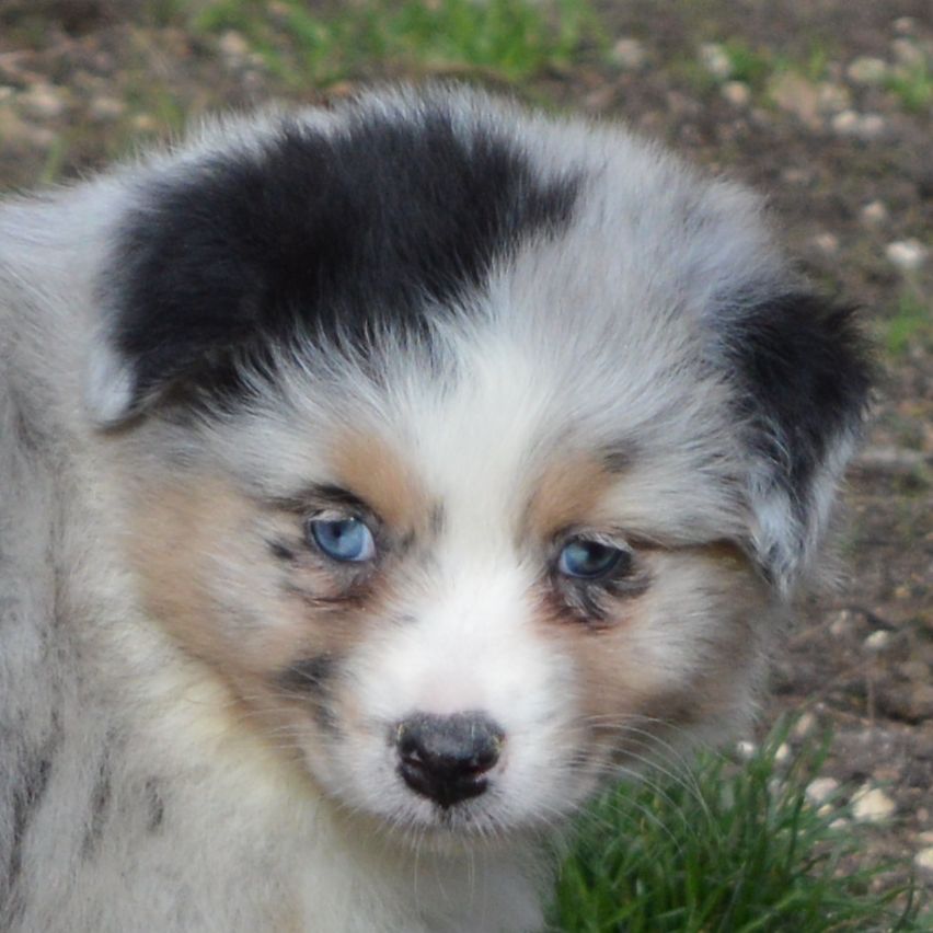 Femelle Bleu Merle 2