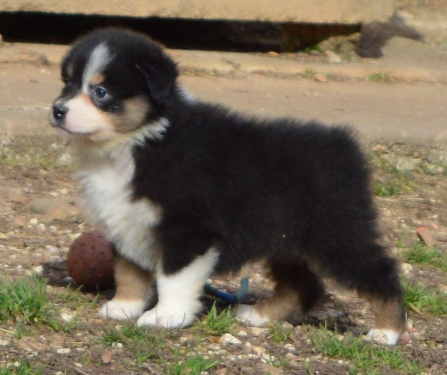 Femelle Noir Tricolore 1