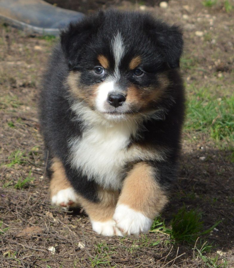 Femelle Noir Tricolore 2