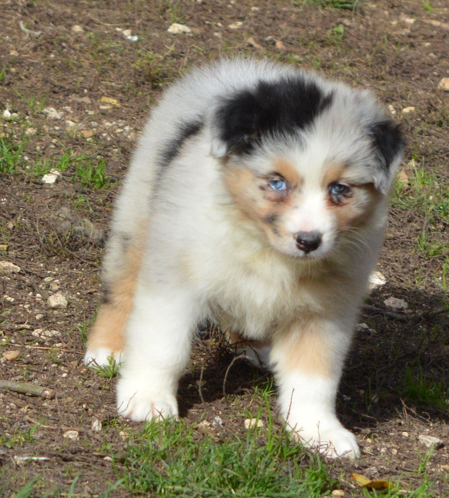 Femelle Bleu Merle 2
