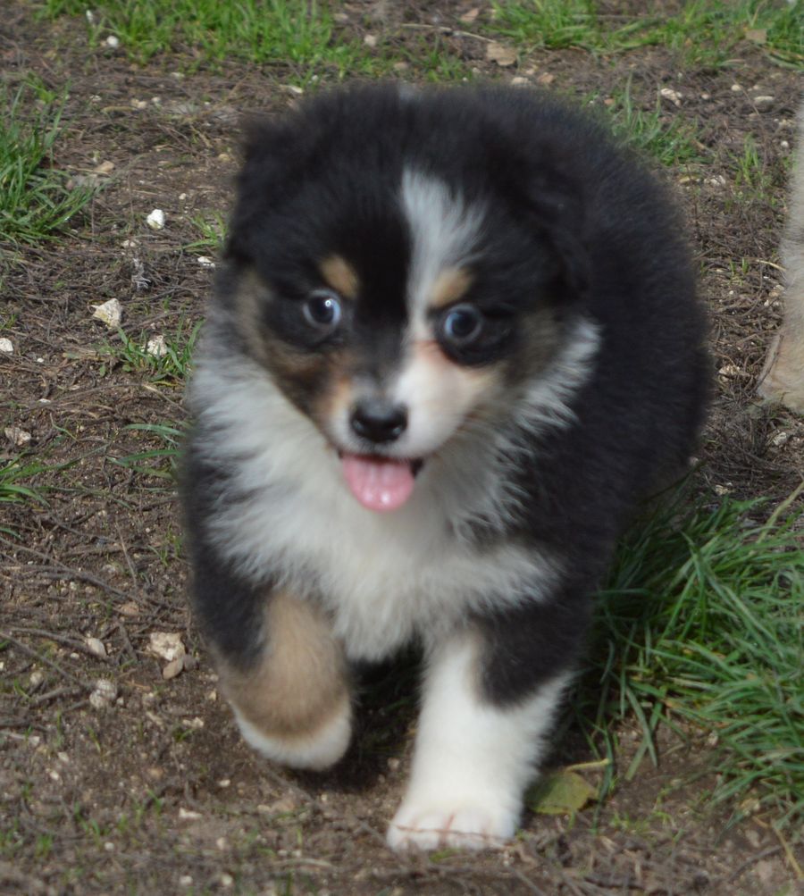 Femelle Noir Tricolore 1