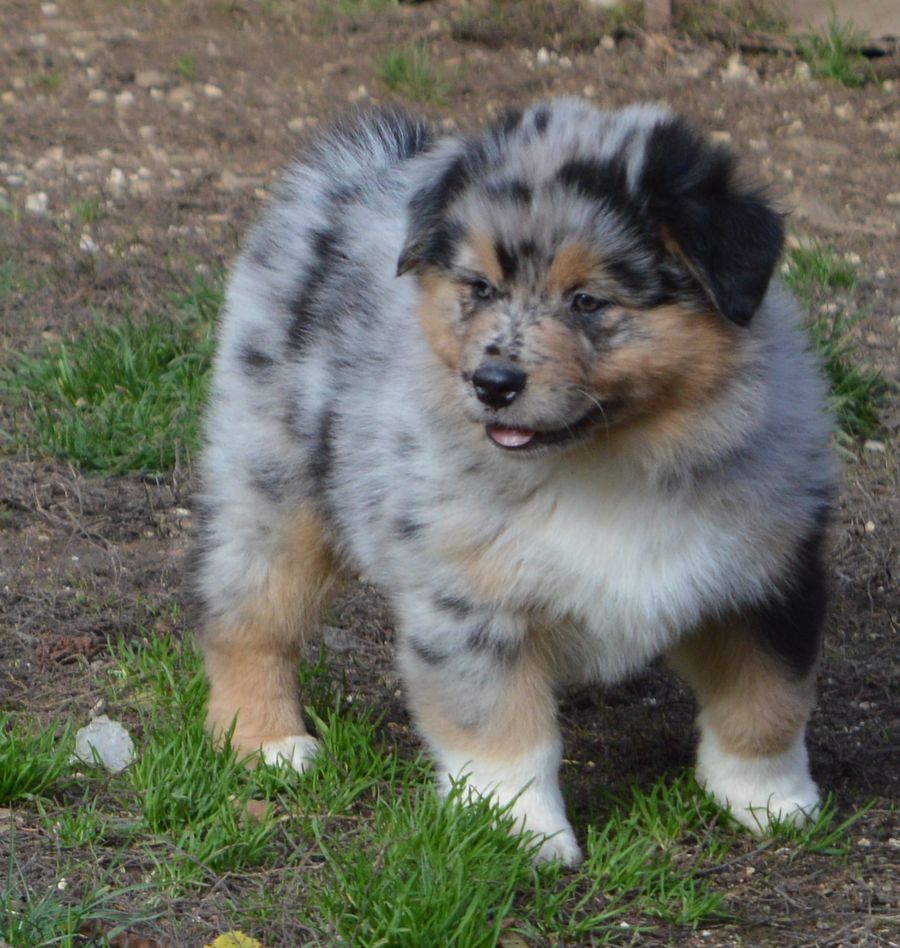 Femelle Bleu Merle 2