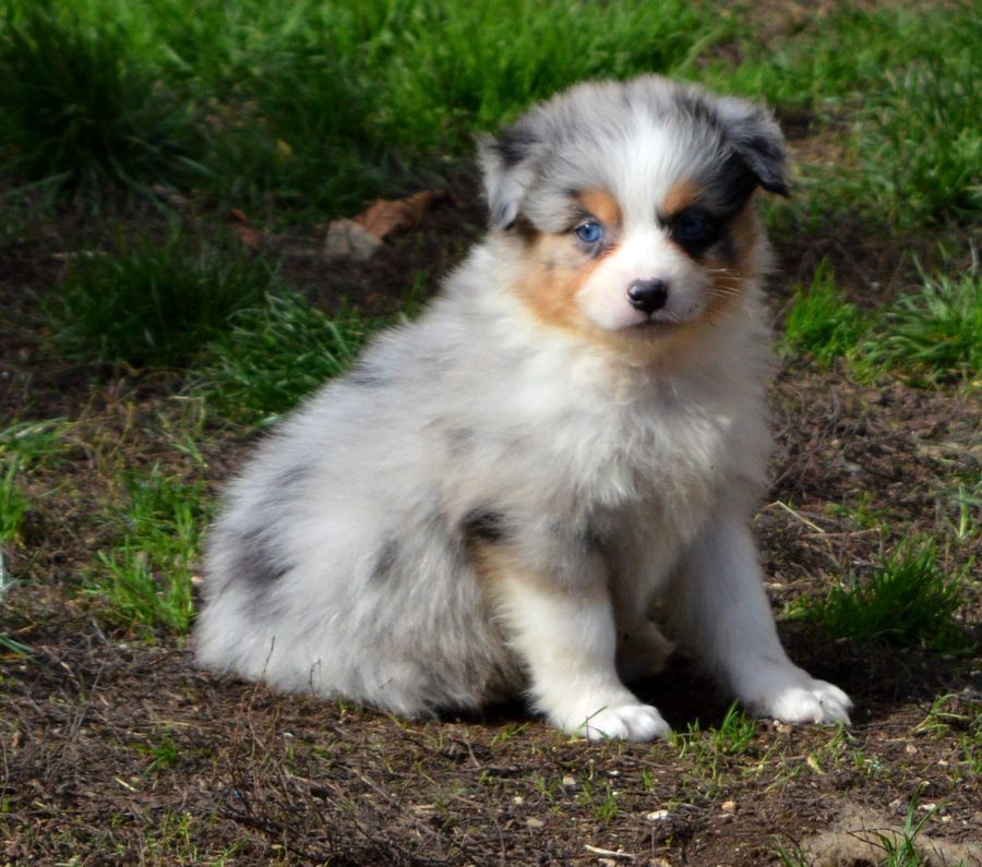 Femelle Bleu Merle 3