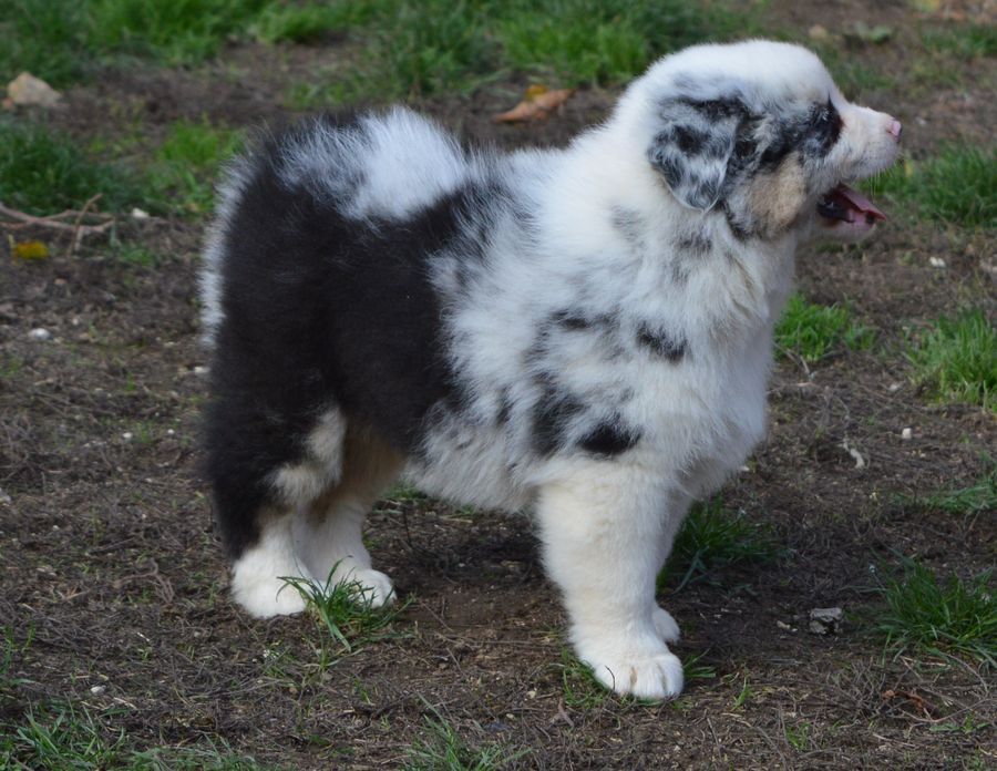 Femelle Bleu Merle 1