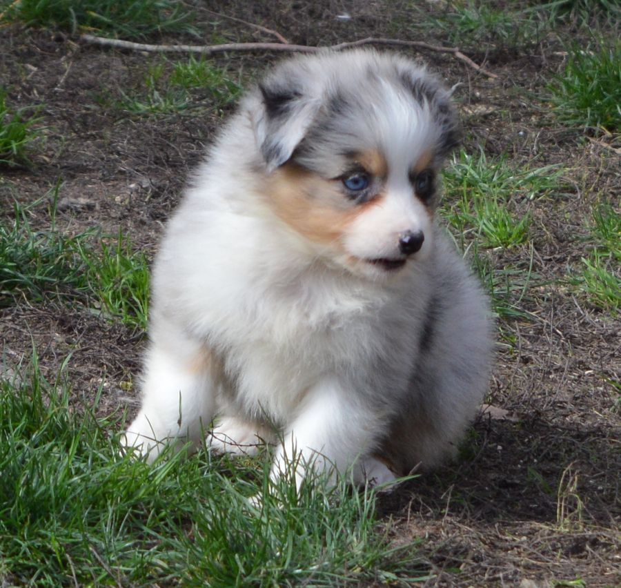 Femelle Bleu Merle 3