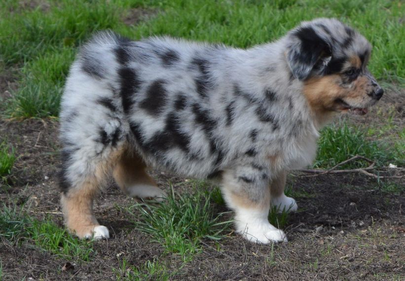 Femelle Bleu Merle 2