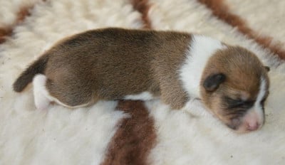 Les chiots de Basenji