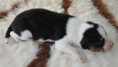 Les chiots de Basenji