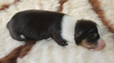 Les chiots de Basenji