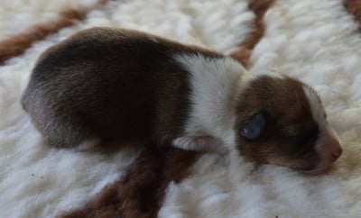 Les chiots de Basenji