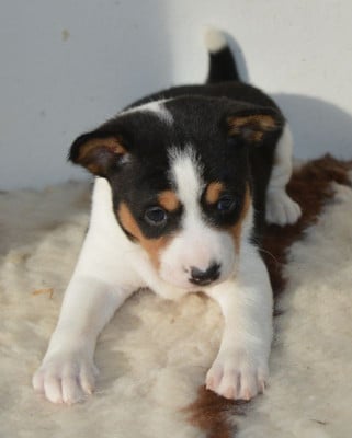Les chiots de Basenji