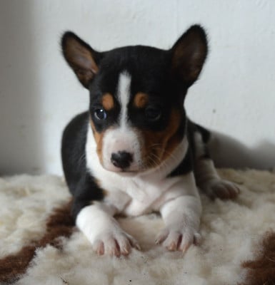Les chiots de Basenji