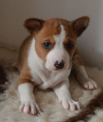 Les chiots de Basenji