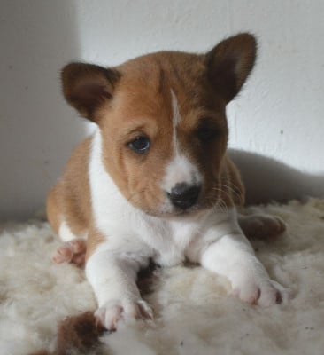 Les chiots de Basenji