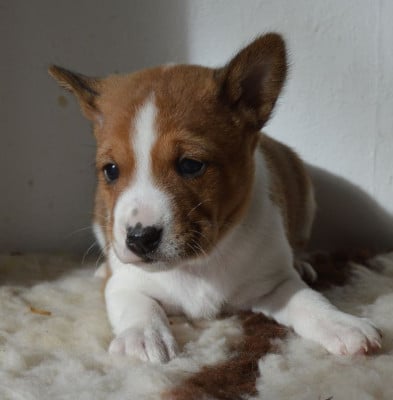 Les chiots de Basenji