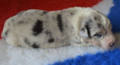 Les chiots de Berger Australien
