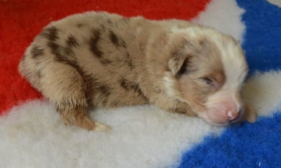 Les chiots de Berger Australien