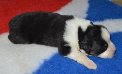 Les chiots de Berger Australien