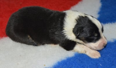 Les chiots de Berger Australien
