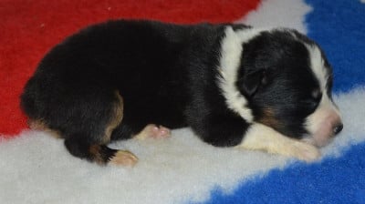 Les chiots de Berger Australien