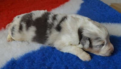 Les chiots de Berger Australien