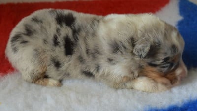 Les chiots de Berger Australien