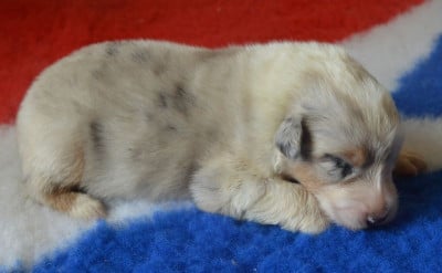 Les chiots de Berger Australien