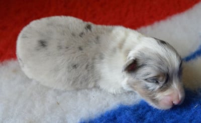 Les chiots de Berger Australien