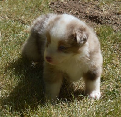 Les chiots de Berger Australien