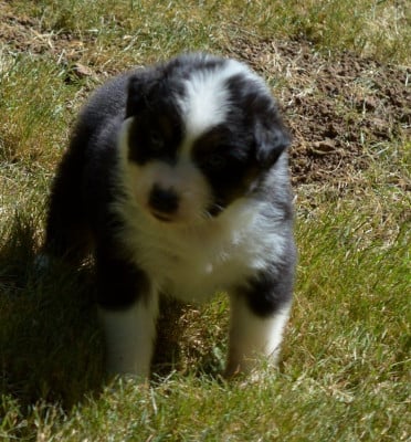 Les chiots de Berger Australien