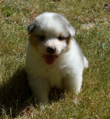 Les chiots de Berger Australien