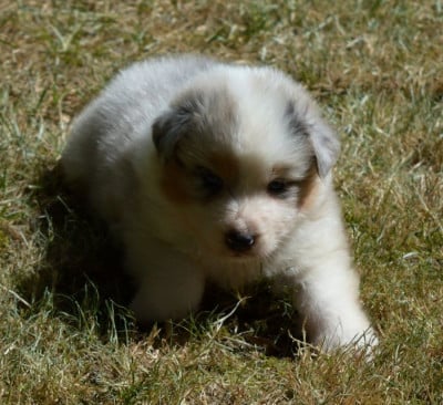 Les chiots de Berger Australien