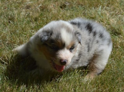 Les chiots de Berger Australien
