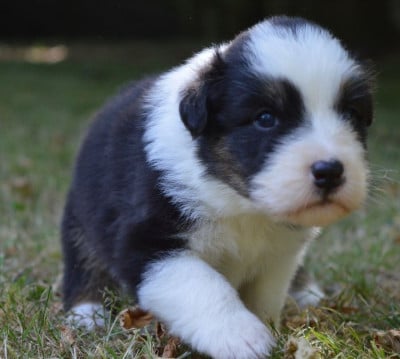 Les chiots de Berger Australien