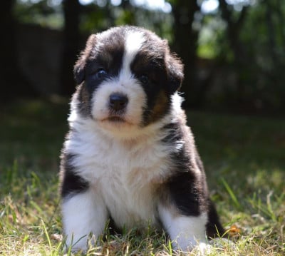 Les chiots de Berger Australien