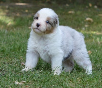 Les chiots de Berger Australien