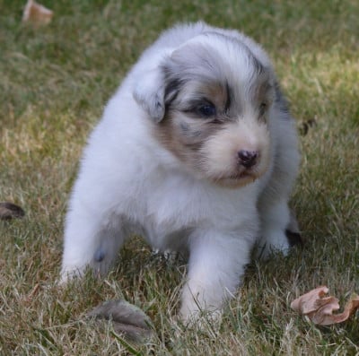 Les chiots de Berger Australien