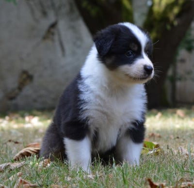 Les chiots de Berger Australien