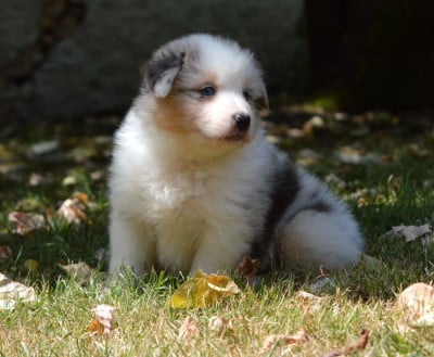 Les chiots de Berger Australien