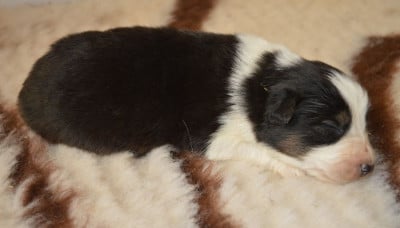 Les chiots de Berger Australien