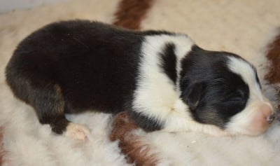 Les chiots de Berger Australien