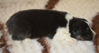Les chiots de Berger Australien