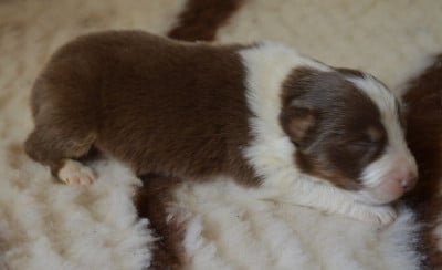 Les chiots de Berger Australien