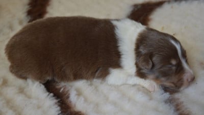Les chiots de Berger Australien