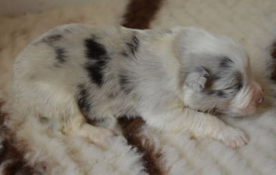 Les chiots de Berger Australien
