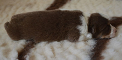 Les chiots de Berger Australien