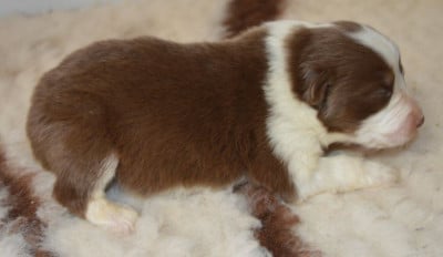 Les chiots de Berger Australien